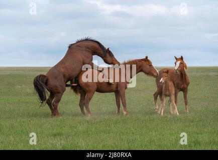 Accouplement d'une paire de chevaux sur un pré vert en présence de foals Banque D'Images