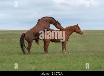 Assembler une paire de chevaux dans un pré vert Banque D'Images