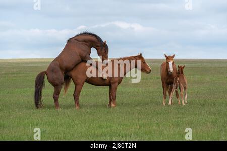 Accouplement d'une paire de chevaux sur un pré vert en présence de foals Banque D'Images