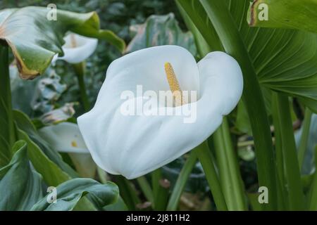 calla lily fleur fleurir à l'extérieur au printemps vue rapprochée Banque D'Images