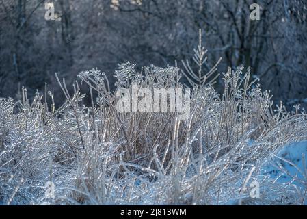 Lames d'herbe sèches, enfermées dans la glace après une tempête de pluie verglaçante Banque D'Images