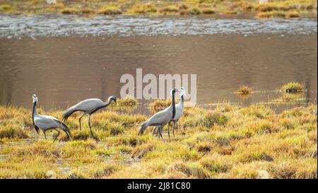 Image douce et floue de grues d'Asie de l'est debout près d'un étang, un lac sur l'herbe de source jaune avec des reflets et des réflexions de l'eau Banque D'Images