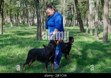 Une femme en uniforme de sport bleu et deux chiens noirs debout sur l'herbe verte. Machine à manipuler et Rottweiler femelle pour adulte. Banque D'Images