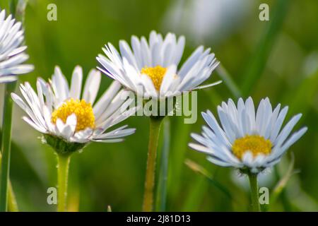 Bouquet de belles pâquerelles avec un insecte volant dans un jardin idyllique avec de l'herbe verte et un fond flou montre le jardin amour parc urbain Banque D'Images