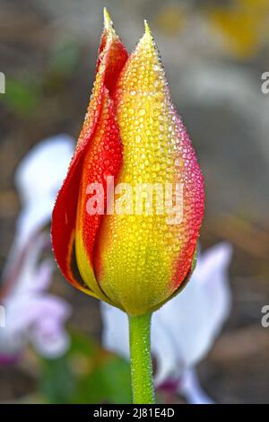 Tulipa agenensis Banque D'Images
