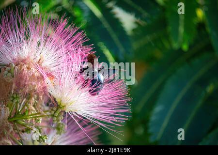 Fleur rose de Lankaran acacia albizia. Albizia julibrissin sur fond vert. Gros plan. Copier l'espace. Toile de fond de fleur. Banque D'Images