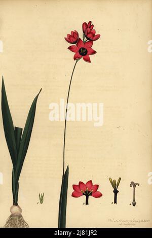 Ixia abbreviata var. Ovata. Afrique du Sud. Vulnérable. Fleurs en bouquet ixia, var. Pétales pourpres en forme d'oeuf, Ixia capitata var. Ovata. Gravure de coperplate dessinée, gravée et colorée à la main par Henry Andrews de son registre botanique, Volume 1, publié à Londres, 1799. Banque D'Images