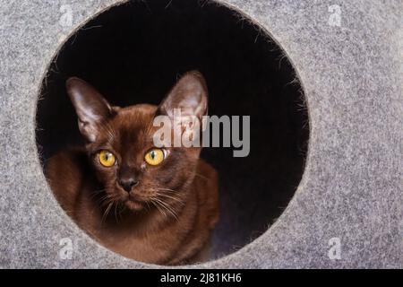 Beau kitten urmese regardant de leur maison. Banque D'Images