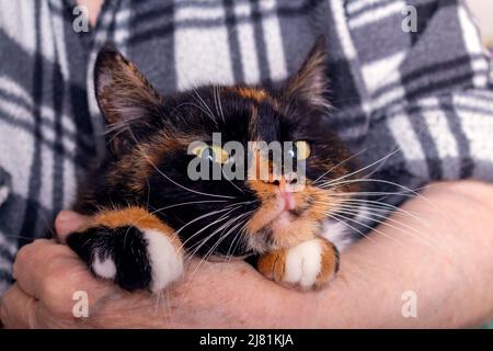 Vieille femme tenant son chat effrayé. Gros plan. Banque D'Images