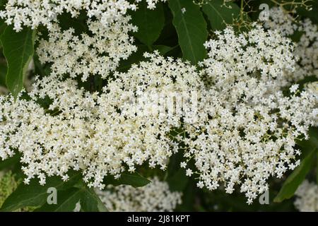 Gros plan sur les fleurs blanches de sambucus nigra, ancien noir Banque D'Images