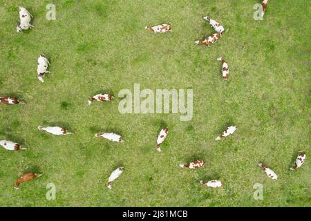 Vue aérienne des vaches dans un champ, France. Banque D'Images