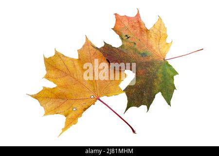 Deux feuilles d'érable Banque D'Images