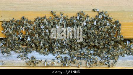 Berlin, Allemagne. 12th mai 2022. D'innombrables abeilles se sont rassemblées devant le trou de vol d'une ruche et forment une « barbe d'abeilles ». Ce spectacle peut être observé dans les abeilles de vol plus anciennes, qui restent en dehors de la ruche la nuit en raison des températures élevées dans la ruche. Toutefois, dans les mois de mai et de juin, les apiculteurs doivent également s'attendre de plus en plus à ce que leurs colonies se balanlent. Puis la reine quitte la ruche avec une partie des abeilles pour chercher une nouvelle habitation. Les autres abeilles, qui restent derrière, élèvent une nouvelle reine de la couvée et forment ainsi un nouvel état. Credit: Wolfgang Kumm/dpa/Alay Live News Banque D'Images