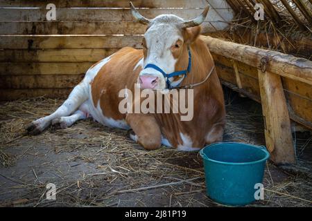 Szentendre, Hongrie - 01 septembre 2021 : grande petite vache mignonne qui se trouve sur le foin dans une grange de Szentendre Skanzen avec un seau d'eau devant Banque D'Images