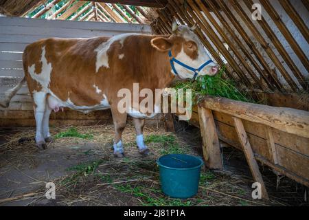 Szentendre, Hongrie - 01 septembre 2021: Une grande belle vache mangeant de l'herbe d'un creux dans une grange de la célèbre Szentendre Skanzen Banque D'Images