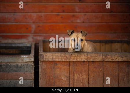 Pécel, Hongrie - 27 février 2022 : joli Staffordshire Bull Terrier, avec vue sur une boîte à fond de bois rouge Banque D'Images