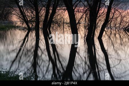 Rivière inondée d'arbres, silhouettes d'arbres de saule dans l'eau, paysage calme de la rivière Sava au printemps pendant la paisible tombée de la nuit Banque D'Images