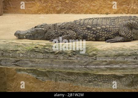 Crocodile reposant sur le bord d'une rivière. Crocodile du Nil Banque D'Images