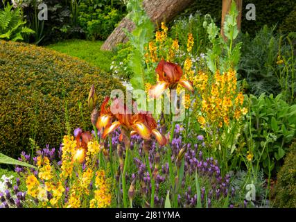 Iris 'Kent fiers de la Morgan Stanley jardin conçu par Chris Eugène Riedweg et gagnant d'une médaille d'or dans la catégorie show garden au Chelsea Flower Banque D'Images