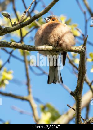 A Chaffinch, Fringilla Coelebs à Austwick, Yorkshire Dales, Royaume-Uni. Banque D'Images
