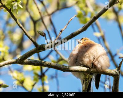 A Chaffinch, Fringilla Coelebs à Austwick, Yorkshire Dales, Royaume-Uni. Banque D'Images