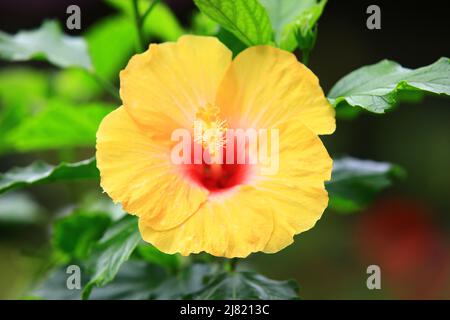 Belle vue de fleur de hibiscus chinois jaune (rose de Chine), gros plan de fleur jaune qui fleurit dans le jardin Banque D'Images