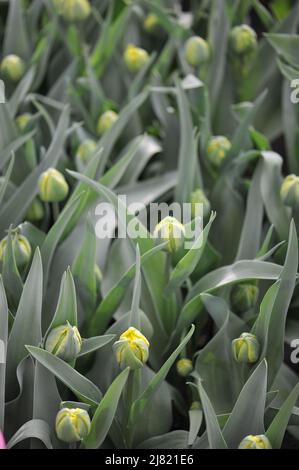 Tulipes jaunes (Tulipa) tapis magique fleurissent dans un jardin en avril Banque D'Images