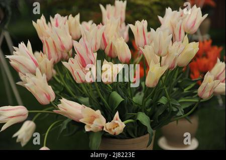 Un bouquet de tulipes blanches et roses à fleurs de nénuphars (Tulipa) Marilyn lors d'une exposition en mai Banque D'Images