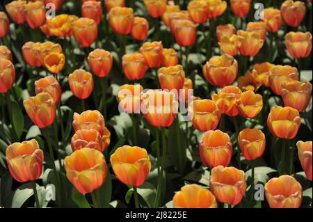 Orange Darwin tulipes hybrides (Tulipa) Marit fleurissent dans un jardin en avril Banque D'Images