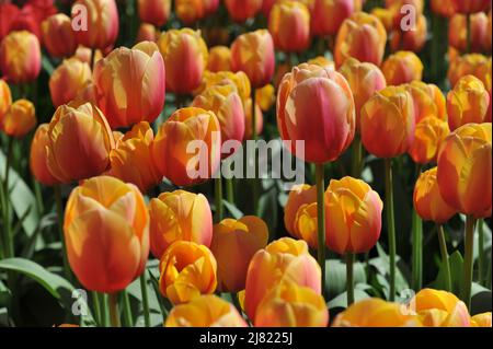 Orange Darwin tulipes hybrides (Tulipa) Marit fleurissent dans un jardin en avril Banque D'Images