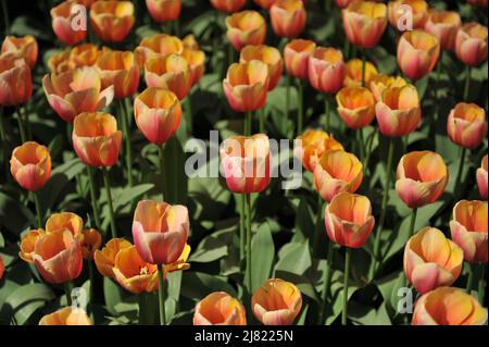 Orange Darwin tulipes hybrides (Tulipa) Marit fleurissent dans un jardin en avril Banque D'Images