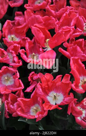 Tulipes roses et blanches (Tulipa) Marvel Parrot fleurit dans un jardin en mars Banque D'Images