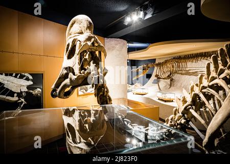 Vue intérieure du Musée d'Histoire naturelle de Maastricht, pays-Bas, avec son Hadrosaurus, sa tortue de mer éteinte et le célèbre Mosasaurus (en particulier) Banque D'Images