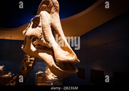 Vue sur le crâne fossile d'un dinosaure d'Hadrosaurus Banque D'Images