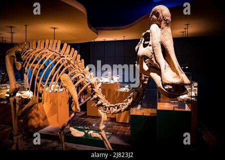 Vue sur le fossile monté d'un dinosaure hadrosaurus au Musée d'Histoire naturelle de Maastricht, pays-Bas Banque D'Images