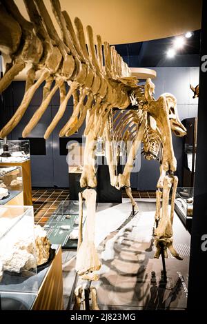 Vue sur le fossile monté d'un dinosaure hadrosaurus au Musée d'Histoire naturelle de Maastricht, pays-Bas Banque D'Images