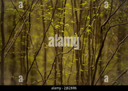 La lumière du soleil de printemps filtre par une nouvelle croissance sur les branches dans une forêt en Bavière, Allemagne. Banque D'Images