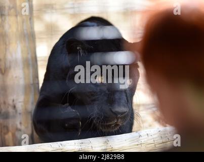 Zlin, République tchèque. 12th mai 2022. Une panthère noire, jaguar, (Panthera onca) est vue dans la nouvelle enceinte appelée « Jaguar Trek », au zoo de Zlin, République Tchèque, le 12 mai 2022. Crédit: Dalibor Gluck/CTK photo/Alamy Live News Banque D'Images