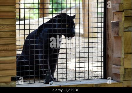 Zlin, République tchèque. 12th mai 2022. Une panthère noire, jaguar, (Panthera onca) est vue dans la nouvelle enceinte appelée « Jaguar Trek », au zoo de Zlin, République Tchèque, le 12 mai 2022. Crédit: Dalibor Gluck/CTK photo/Alamy Live News Banque D'Images