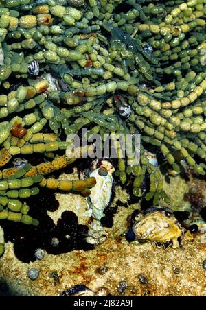 Botany Bay Nouvelle-Galles du Sud Australie Rock Pool avec mollusques et algues Banque D'Images