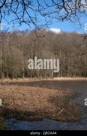 arbres au début du printemps, bordure de l'étang ragoût epsom commune nord downs surrey angleterre Banque D'Images