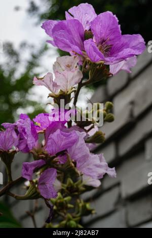 Fierté de l'Inde fleurs pourpres, graines, bourgeons et tige. Lagerstroemia speciosa est une espèce de Lagerstroemia originaire de l'Asie tropicale du Sud. Banque D'Images