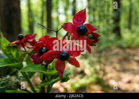 Arlequin glorybower fleurs, graines, feuilles et bourgeons dans une forêt en Inde. Le Clerodendrum trichotomum, glorytree ou beurre d'arachide, est une espèce de fl Banque D'Images