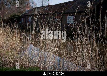 dead reeds river wey navigation pyrford surrey angleterre Banque D'Images