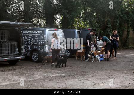 Chiens de promenade dans le parc automobile Dorking Surrey, Angleterre Banque D'Images