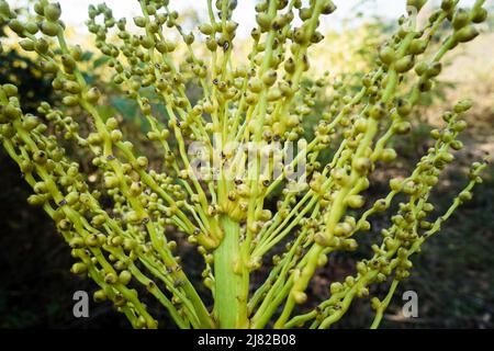 Un gros plan de la grappe femelle de palmier inflorescence. Graines et tige de palmier dattier en Inde. Banque D'Images