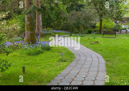 Vue panoramique dans le jardin de Wordsworth Daffodil à Grasmere dans le Lake District, Angleterre, Royaume-Uni Banque D'Images