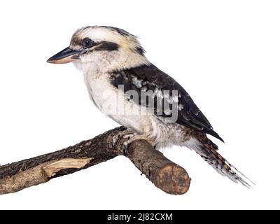 Mâle adulte Kookaburra aka Dacelo novaeguineae oiseau, assis à côté de voies sur branche en bois. Isolé sur fond blanc. Banque D'Images