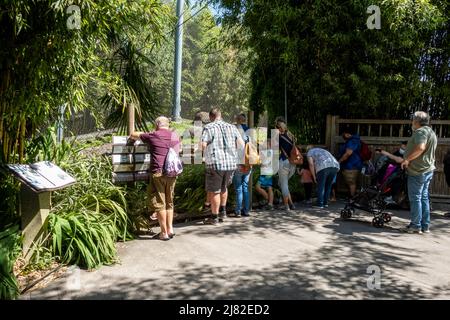 Tacoma, WA USA - vers août 2021 : vue sur les adultes et les enfants regardant une exposition au zoo de point Defiance par une journée ensoleillée et lumineuse. Banque D'Images