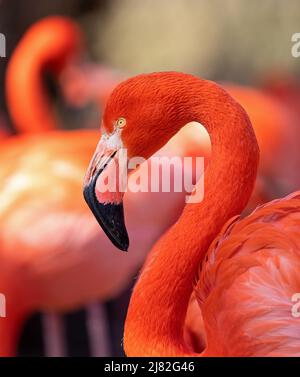Vue rapprochée d'un Flamingo américain (Phénicopterus ruber) Banque D'Images